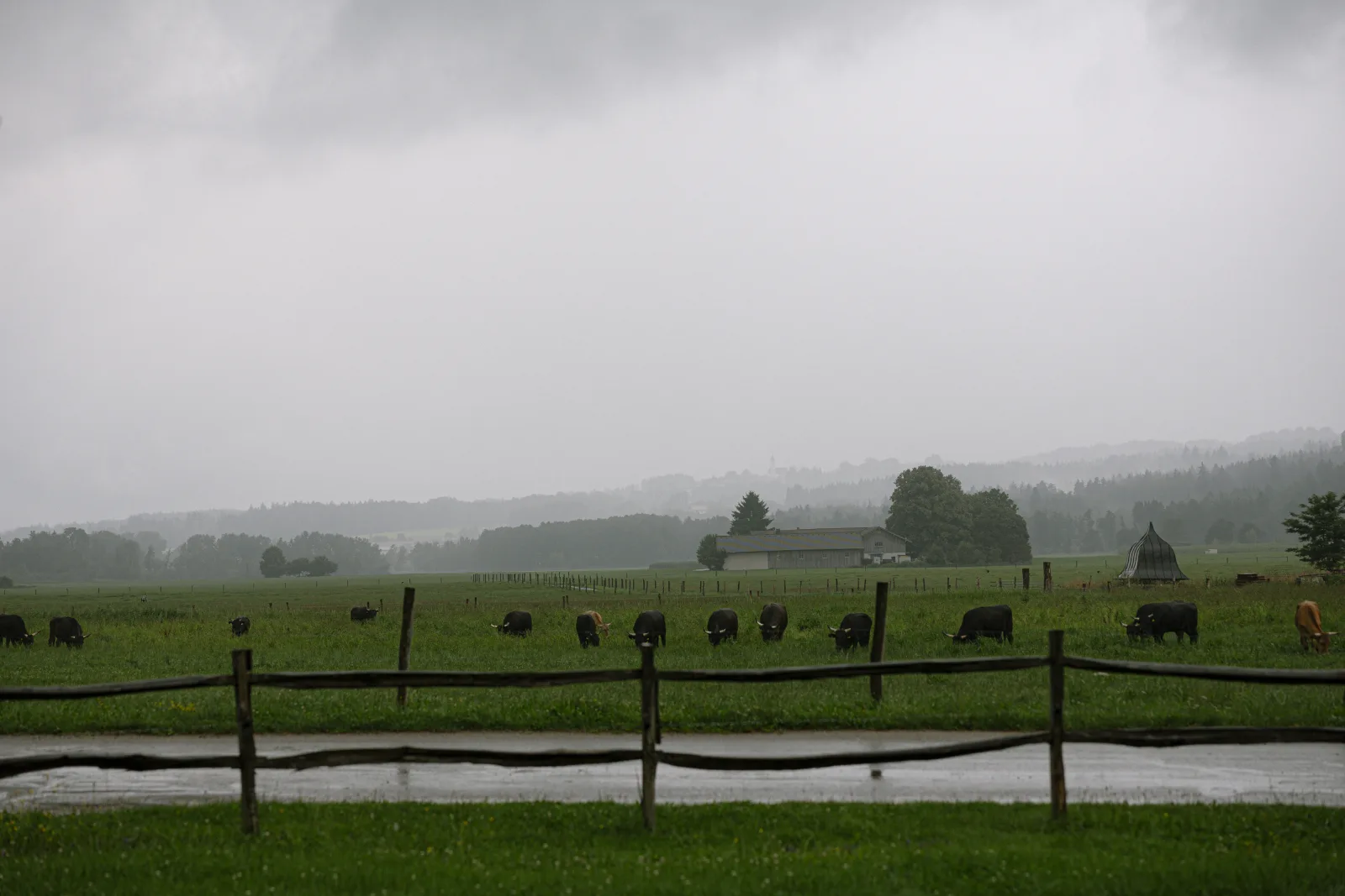 Weide im Glonntal bei Piusheim an einem Regentag